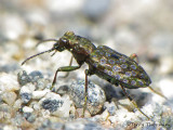Elaphrus sp. - Marsh Ground Beetle A1a.JPG