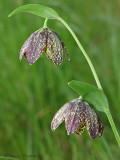 Chocolate Lily - Fritillaria affinis 1a.JPG