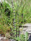 Scouring-rush - Equisetum hyemale 2.JPG