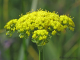 Spring Gold - Lomatium utriculatum 1a.jpg