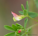 Small-flowered Lotus - Lotus micranthus 2a.jpg