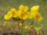 Yellow Monkey-flower - Mimulus guttatus 1a.JPG