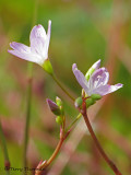 Small-leaved Montia - Montia parvifolia 1a.jpg