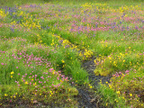 Seep with Yellow Monkey-flower Common Camas and Sea Blush 1a.jpg