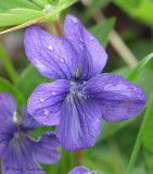 Early Blue Violet - Viola adunca 1a.jpg