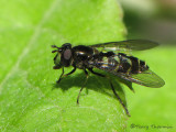 Eupeodes sp. - Flower Fly A3a.jpg