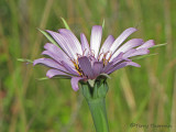 Common Salsify - Porrifolius dubius 1a.jpg