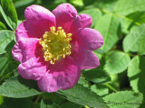 Nootka Rose - Rosa nutkana 3a.jpg