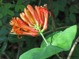  Orange Honeysuckle - Lonicera ciliosa1a.JPG