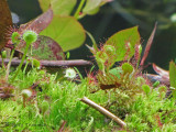 Round-leaved Sundew - Drosera rotundifolia 1a.jpg
