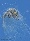 Prolinyphia sp. - Dome-web Spider A2a.jpg