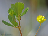 Small Hop-clover - Trifolium dubium 1a.jpg