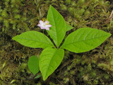 Broad-leaved Starflower - Trientalis latifolia 1a.jpg