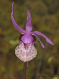 Fairyslipper - Calypso bulbosa  3b.jpg