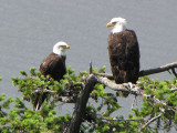 Bald Eagle pair 1b.JPG