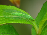 Chrysopidae - Green Lacewing A1a.jpg