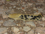 Ariolimax columbianus - Banana Slug 1a.jpg