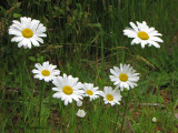 Oxeye daisy - Leucanthemum vulgare 1a.jpg