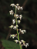 Foamflower - Tiarella trifoliata 3a.JPG
