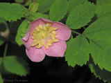 Dwarf Rose - Rosa gymnocarpa 1a.jpg