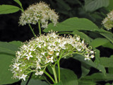 Red-osier Dogwood - Cornus stolonifera  2a.JPG