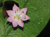 Broad-leaved Starflower - Trientalis latifolia 3a.jpg