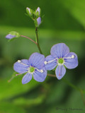American Brooklime - Veronica beccabunga 2a.JPG