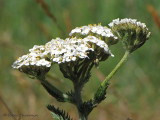 Yarrow - Achillea millefolium 1a.jpg