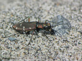 Cicindela oregona - WesternTiger beetle 6a.jpg