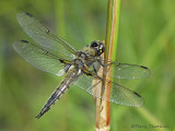 Libellula quadrimaculata - Four-spotted Skimmer 12b.jpg