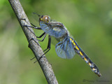 Libellula forensis - Eight-spotted Skimmer female 5a.jpg