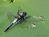 Ladona julia - Chalk-fronted Corporal 1b.jpg