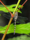 Cordulegaster dorsalis - Pacific Spiketail 1a.jpg