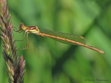 Lestes disjunctus - Northern Spreadwing teneral male 1a.jpg