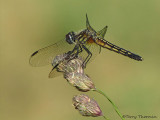 Pachydiplax longipennis - Blue Dasher female 6a.jpg