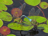 Anax junius - Common Green Darners ovipositing 8b.jpg