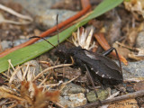 Alydidae - Broad-headed Bug 1a.jpg