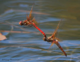 Sympetrum illotum - Cardinal Meadowhawks flying in tandem 1a.jpg