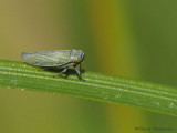 Cicadellidae - Leafhopper A1b.jpg