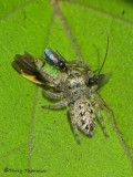 Salticidae - Jumping Spider D1a.jpg