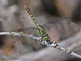Ophiogomphus occidentis - Sinuous Snaketail  5a.jpg
