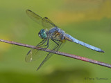 Pachydiplax longipennis - Blue Dasher 12a.jpg