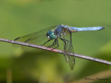 Pachydiplax longipennis - Blue Dasher 13a.jpg