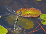 Pachydiplax longipennis - Blue Dasher female ovipositing 1a.jpg