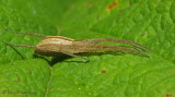 Tibellus sp. - Philodromid Spider A2a.jpg