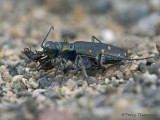 Cicindela oregona - Western Tiger Beetle with beetle larva 1a.jpg