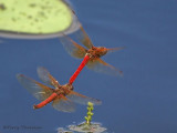 Sympetrum illotum, Cardinal Meadowhawks flying in tandem 5b.jpg