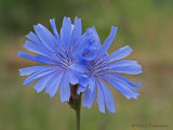 Chicory - Cichorium intybus 2b.jpg