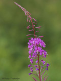Epilobium angustifolium Fireweed 2a.jpg