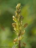 Pedicularis bracteosa Bracted Lousewort 2a.jpg